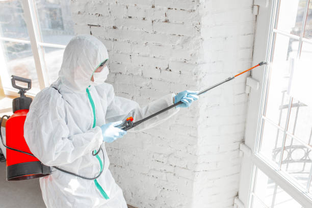 Best Basement Mold Removal in Locust Valley, NY