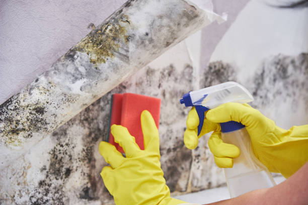 Best Mold Odor Removal Services in Locust Valley, NY